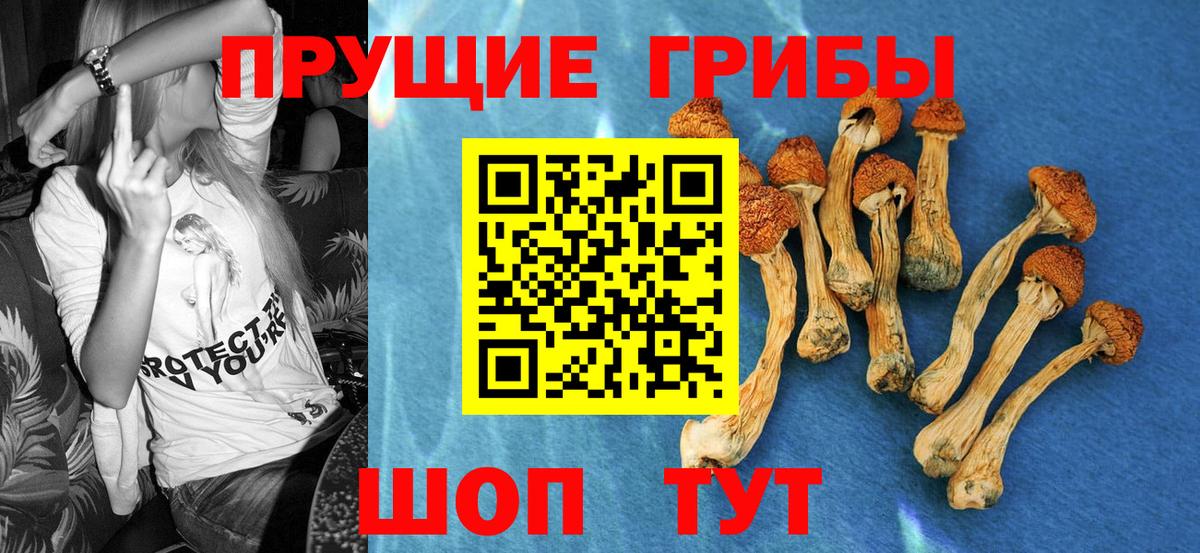 Псилоцибиновые грибы Psilocybe  Вход с VPN  Гагарин 